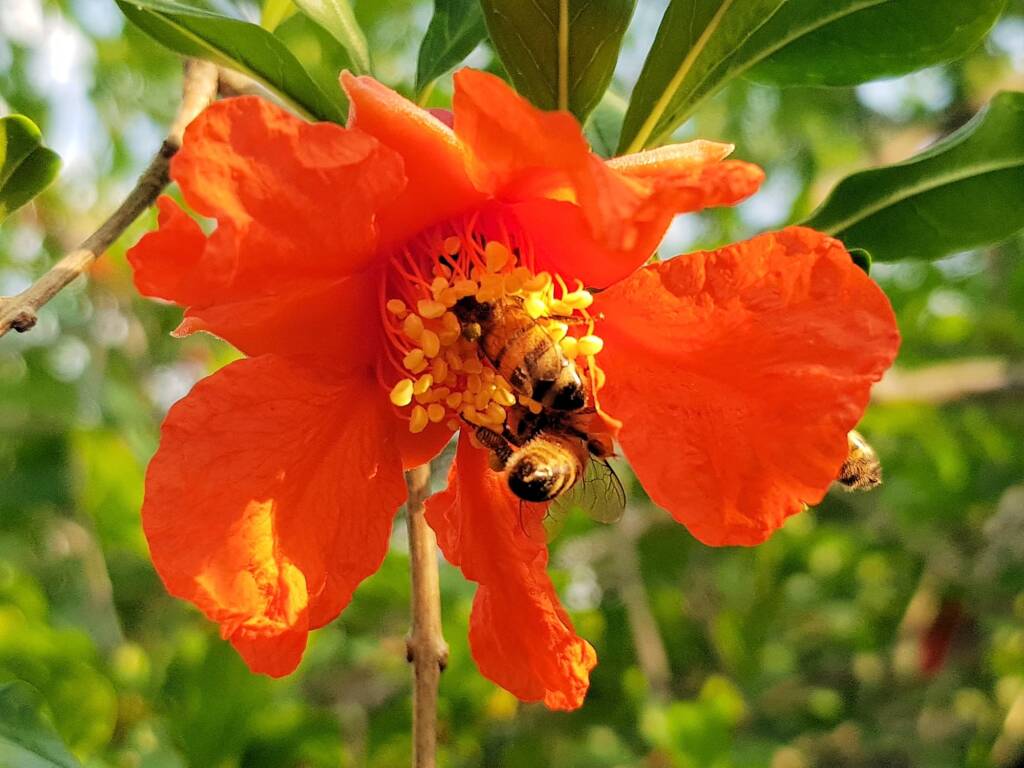 Apis mellifera on Punica granatum (Pomegranate), Alice Springs NT