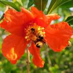 Apis mellifera on Punica granatum (Pomegranate), Alice Springs NT