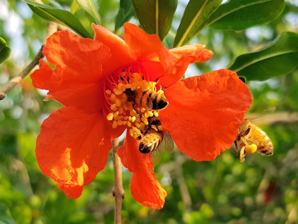 Apis mellifera on Punica granatum (Pomegranate), Alice Springs NT