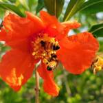 Apis mellifera on Punica granatum (Pomegranate), Alice Springs NT