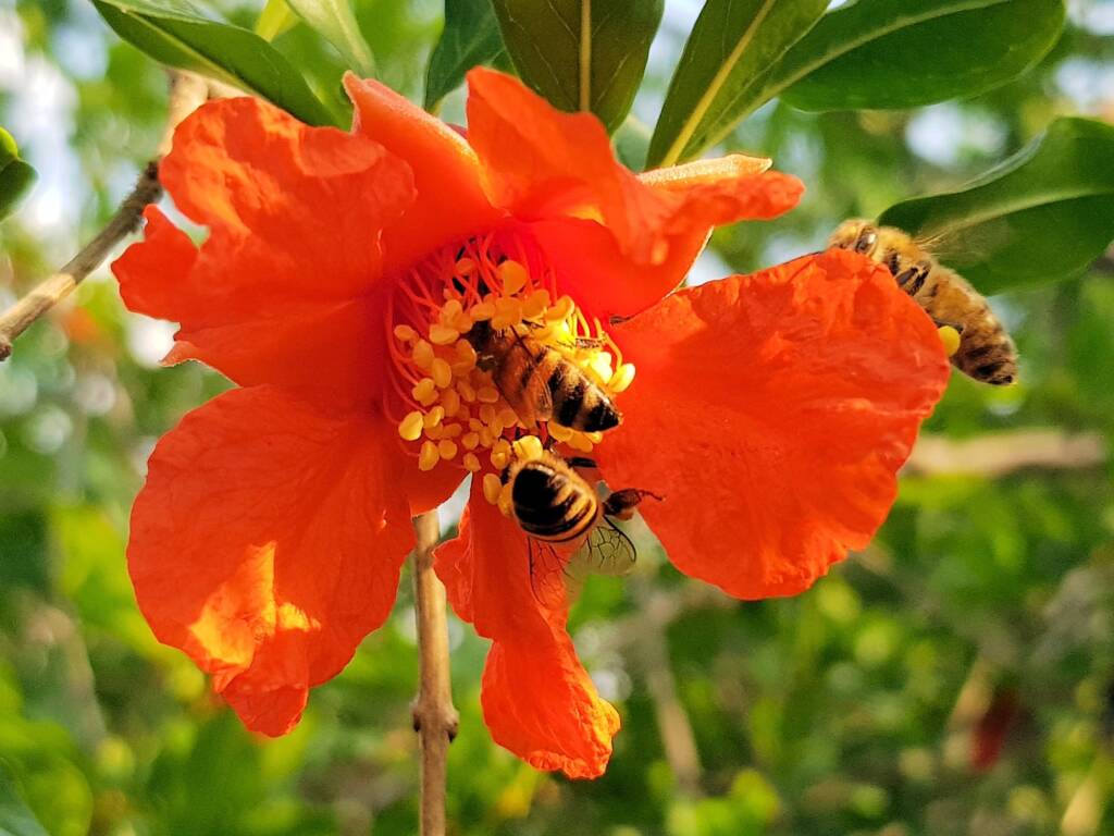 Apis mellifera on Punica granatum (Pomegranate), Alice Springs NT
