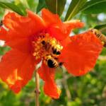 Apis mellifera on Punica granatum (Pomegranate), Alice Springs NT