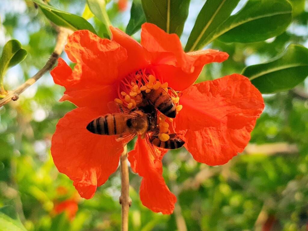 Apis mellifera on Punica granatum (Pomegranate), Alice Springs NT