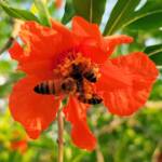 Apis mellifera on Punica granatum (Pomegranate), Alice Springs NT