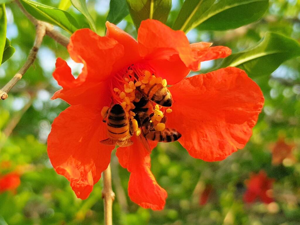 Apis mellifera on Punica granatum (Pomegranate), Alice Springs NT