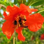 Apis mellifera on Punica granatum (Pomegranate), Alice Springs NT