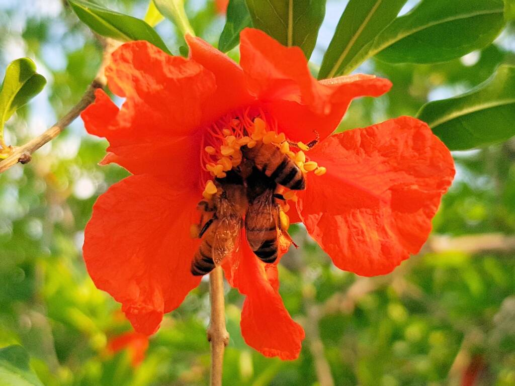 Apis mellifera on Punica granatum (Pomegranate), Alice Springs NT