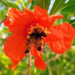 Apis mellifera on Punica granatum (Pomegranate), Alice Springs NT