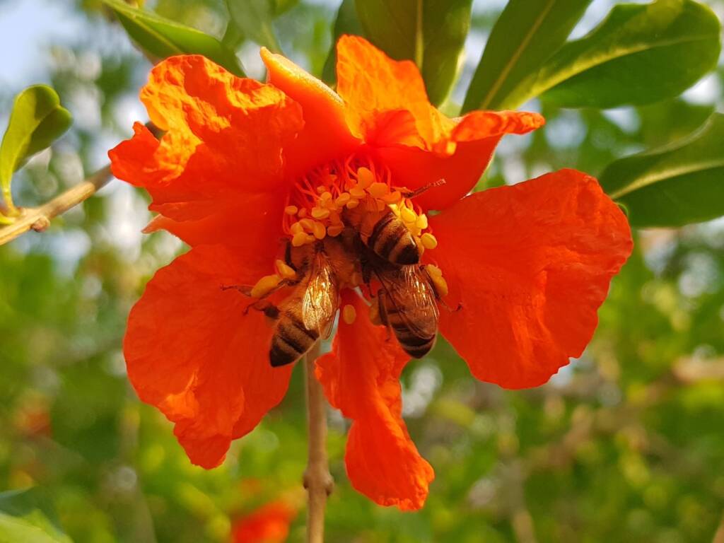 Apis mellifera on Punica granatum (Pomegranate), Alice Springs NT