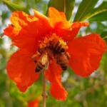 Apis mellifera on Punica granatum (Pomegranate), Alice Springs NT