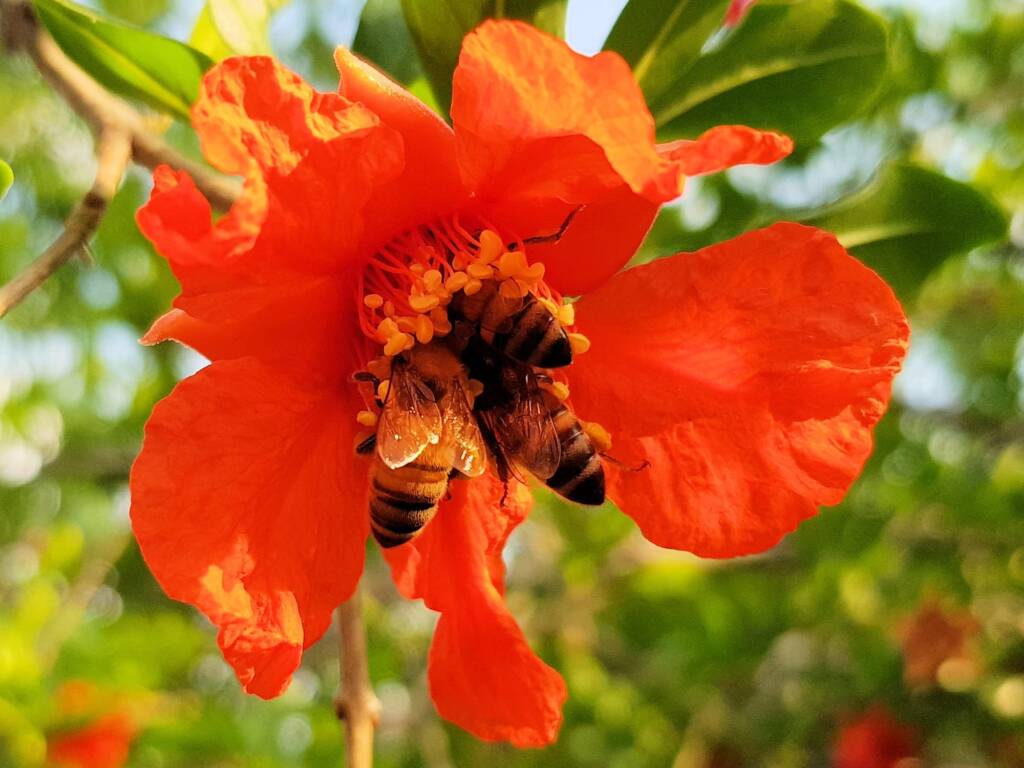 Apis mellifera on Punica granatum (Pomegranate), Alice Springs NT