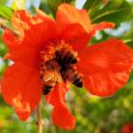 Apis mellifera on Punica granatum (Pomegranate), Alice Springs NT