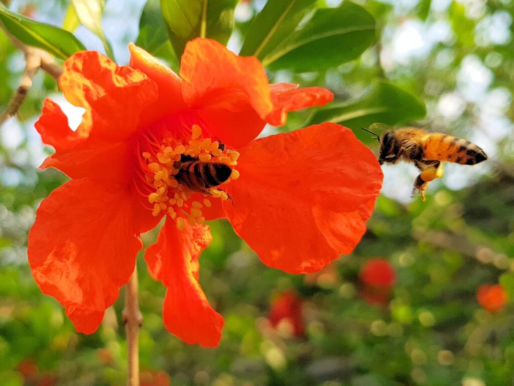 Apis mellifera on Punica granatum (Pomegranate), Alice Springs NT