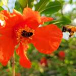 Apis mellifera on Punica granatum (Pomegranate), Alice Springs NT