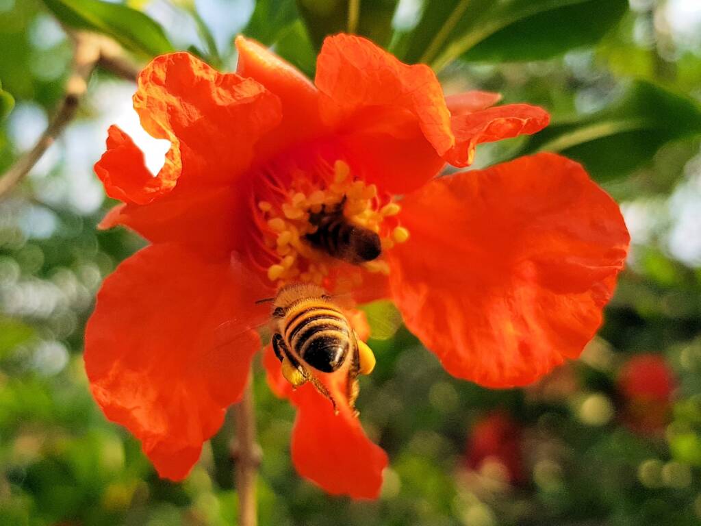 Apis mellifera on Punica granatum (Pomegranate), Alice Springs NT
