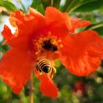Apis mellifera on Punica granatum (Pomegranate), Alice Springs NT