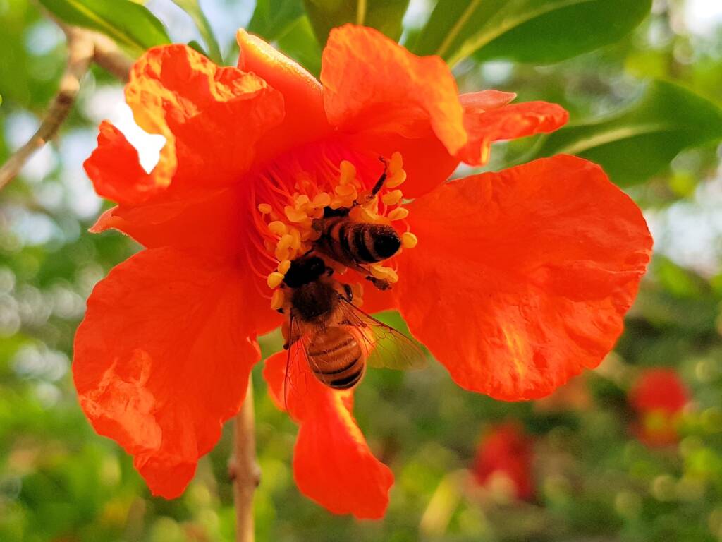 Apis mellifera on Punica granatum (Pomegranate), Alice Springs NT