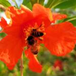 Apis mellifera on Punica granatum (Pomegranate), Alice Springs NT