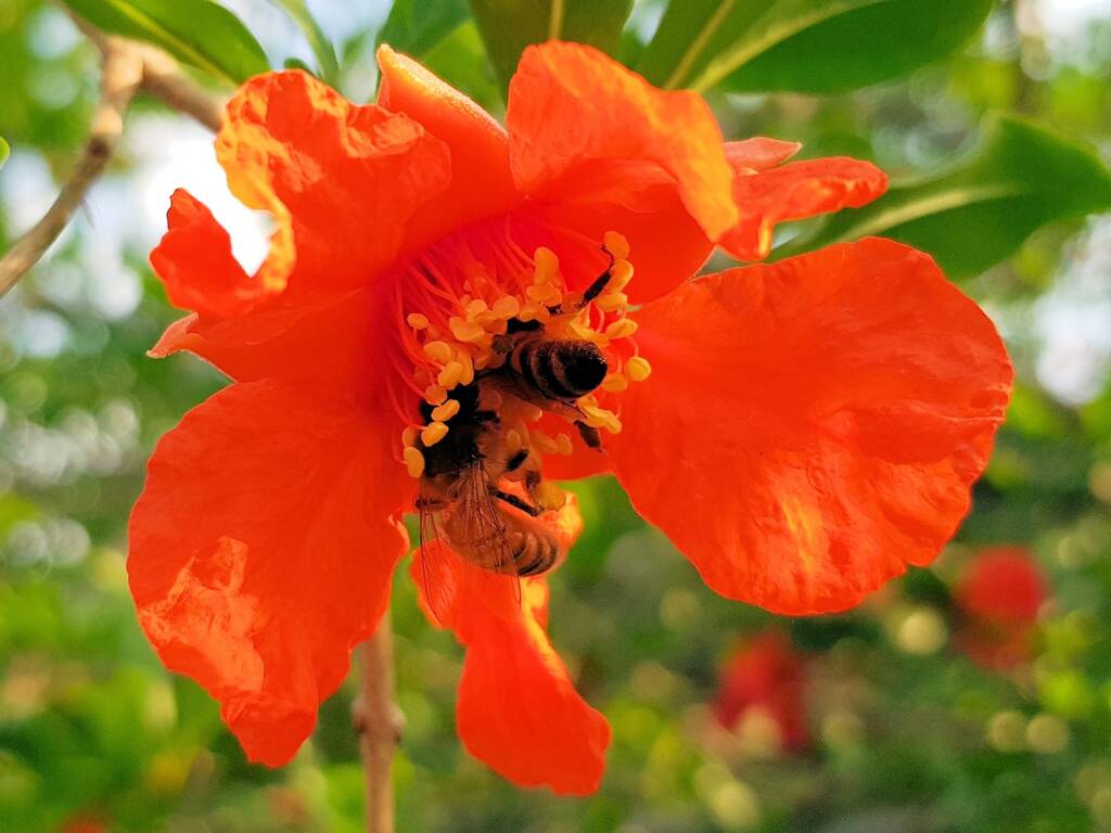 Apis mellifera on Punica granatum (Pomegranate), Alice Springs NT