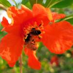 Apis mellifera on Punica granatum (Pomegranate), Alice Springs NT