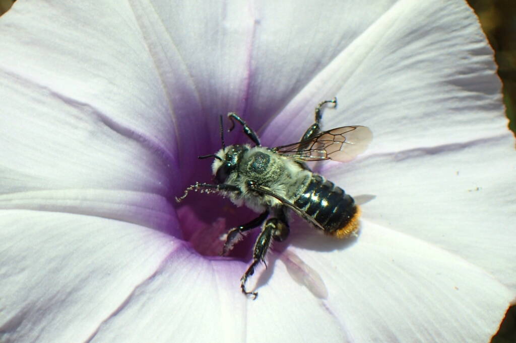 family Megachilidae, genus Austrothurgus, Geraldton WA © Gary Taylor