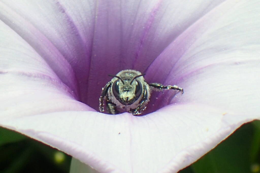 family Megachilidae, genus Austrothurgus, Geraldton WA © Gary Taylor