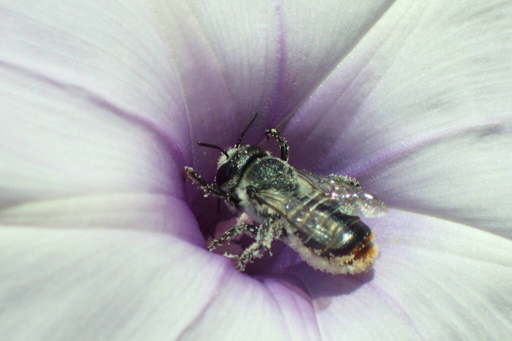 family Megachilidae, genus Austrothurgus, Geraldton WA © Gary Taylor