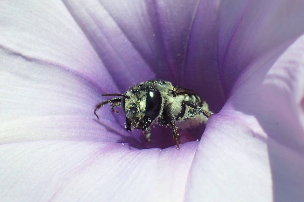 family Megachilidae, genus Austrothurgus, Geraldton WA © Gary Taylor