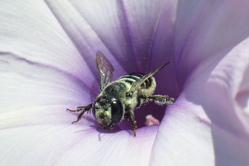 family Megachilidae, genus Austrothurgus, Geraldton WA © Gary Taylor