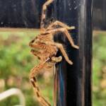 Beautiful Badge Huntsman (Neosparassus calligaster), Alice Springs NT