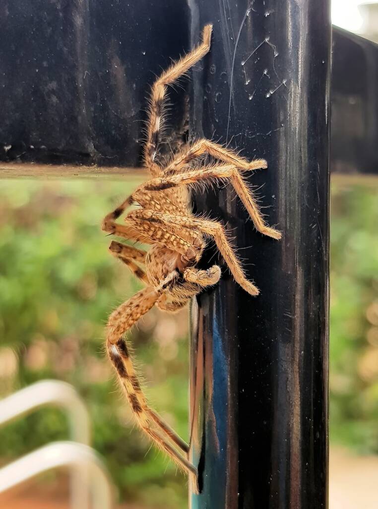 Beautiful Badge Huntsman (Neosparassus calligaster), Alice Springs NT