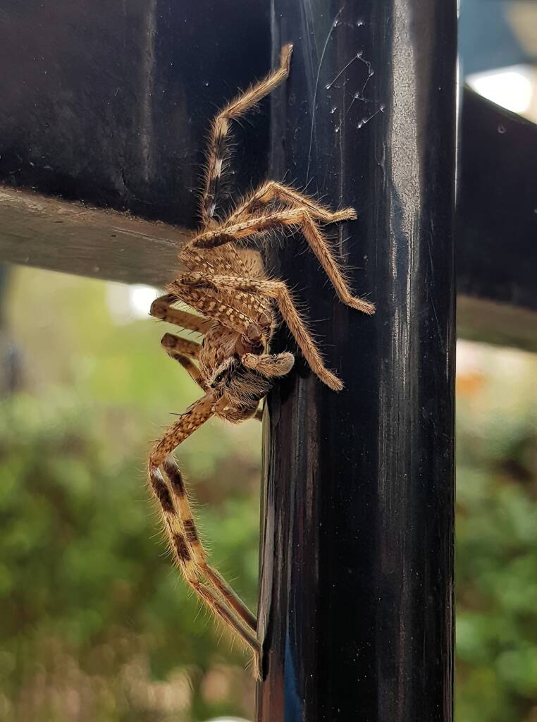 Beautiful Badge Huntsman (Neosparassus calligaster), Alice Springs NT