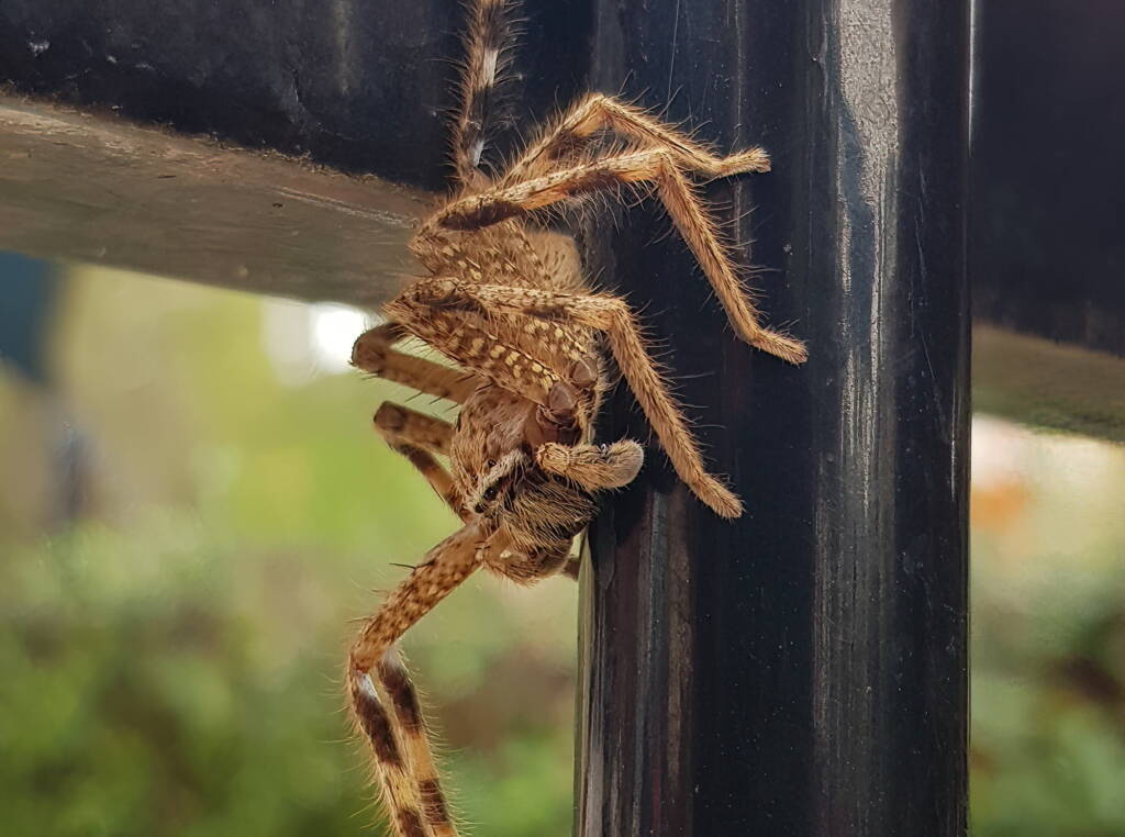 Beautiful Badge Huntsman (Neosparassus calligaster), Alice Springs NT
