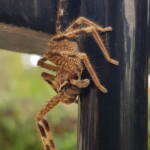 Beautiful Badge Huntsman (Neosparassus calligaster), Alice Springs NT