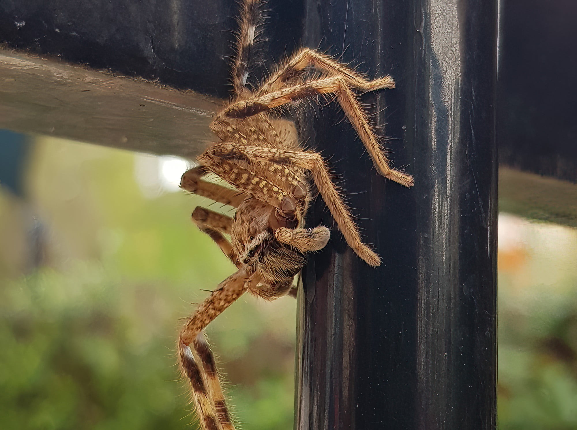 Beautiful Badge Huntsman (Neosparassus calligaster), Alice Springs NT