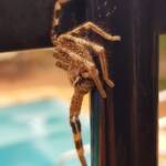 Beautiful Badge Huntsman (Neosparassus calligaster), Alice Springs NT