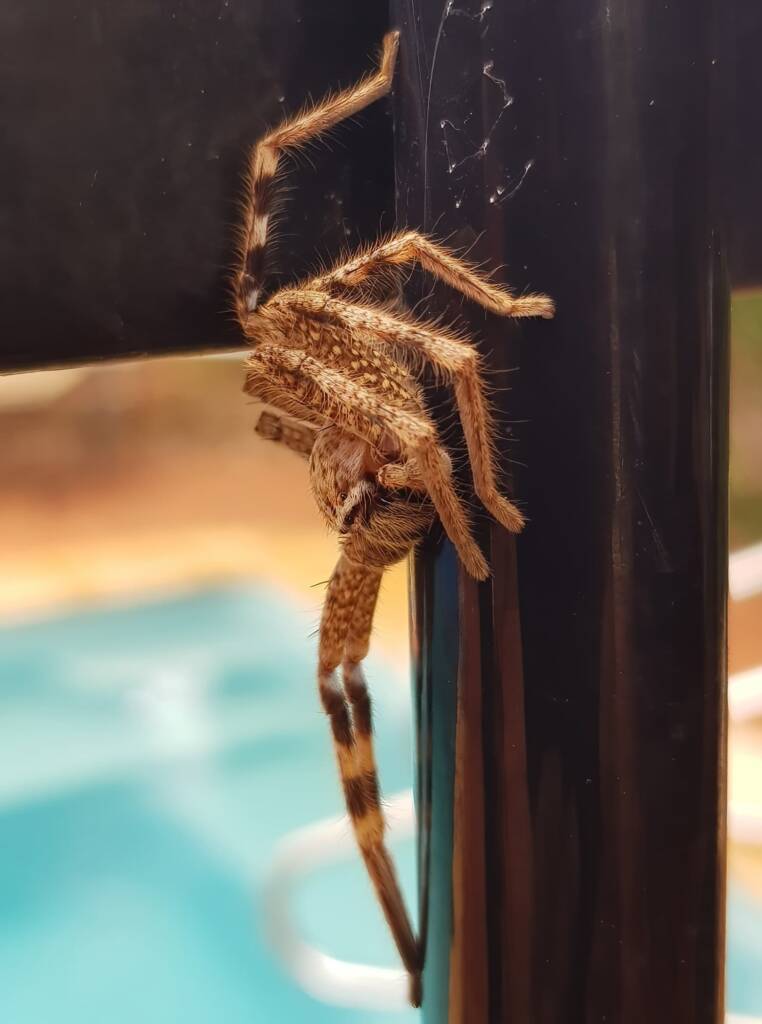 Beautiful Badge Huntsman (Neosparassus calligaster), Alice Springs NT
