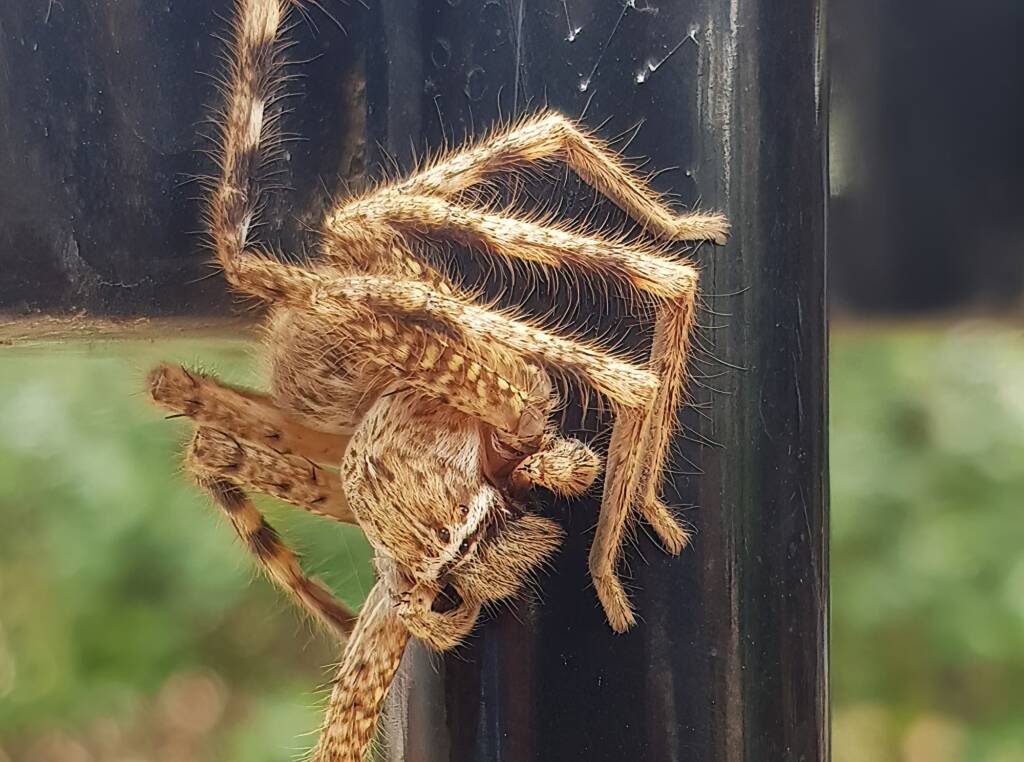 Beautiful Badge Huntsman (Neosparassus calligaster), Alice Springs NT