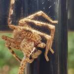 Beautiful Badge Huntsman (Neosparassus calligaster), Alice Springs NT