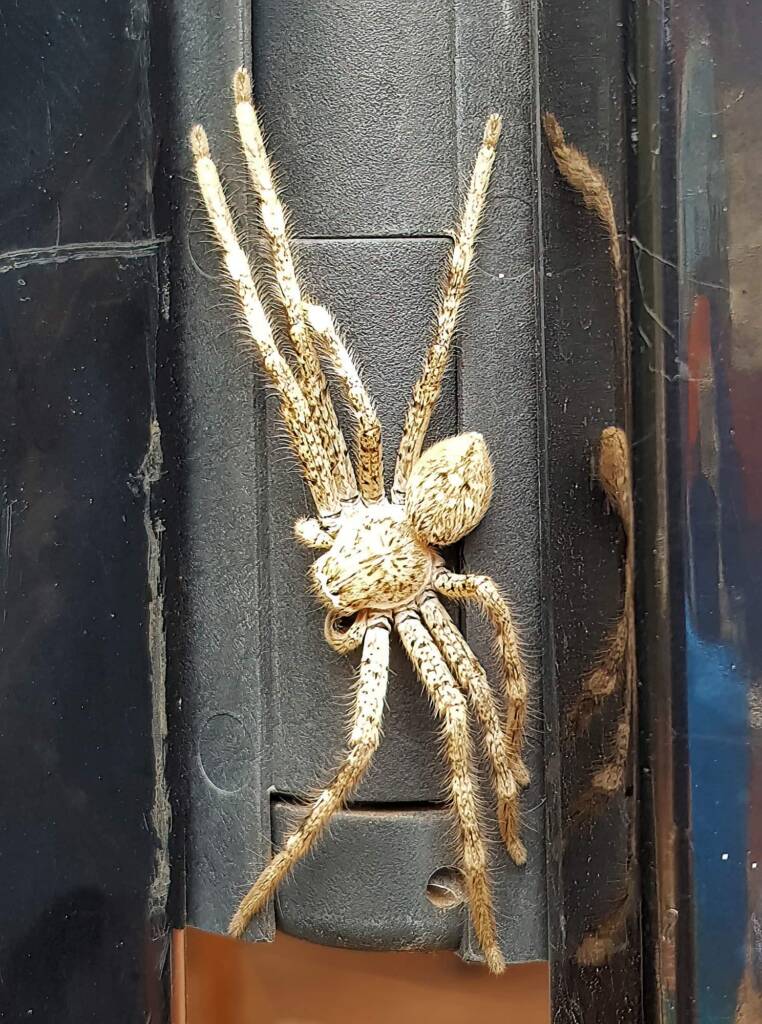 Beautiful Badge Huntsman (Neosparassus calligaster), Alice Springs NT