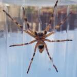 Beautiful Badge Huntsman (Neosparassus calligaster), Alice Springs NT