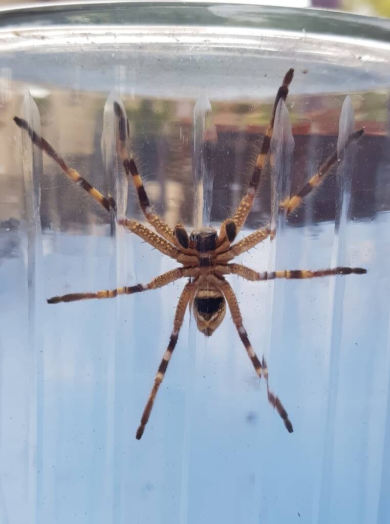 Beautiful Badge Huntsman (Neosparassus calligaster), Alice Springs NT