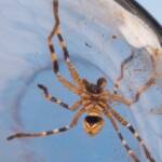 Beautiful Badge Huntsman (Neosparassus calligaster), Alice Springs NT