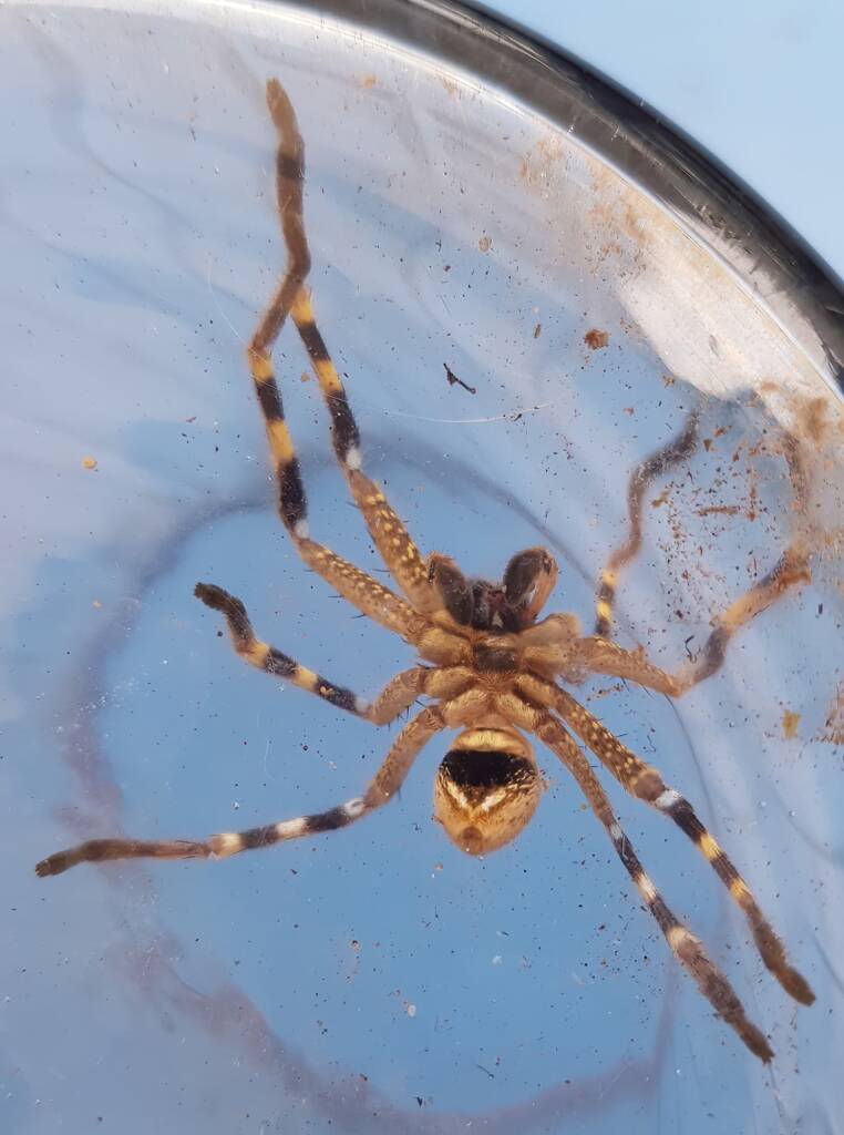 Beautiful Badge Huntsman (Neosparassus calligaster), Alice Springs NT