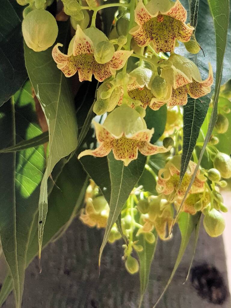 Kurrajong (Brachychiton populneus), Alice Springs NT