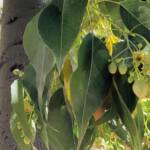 Kurrajong (Brachychiton populneus), Alice Springs NT