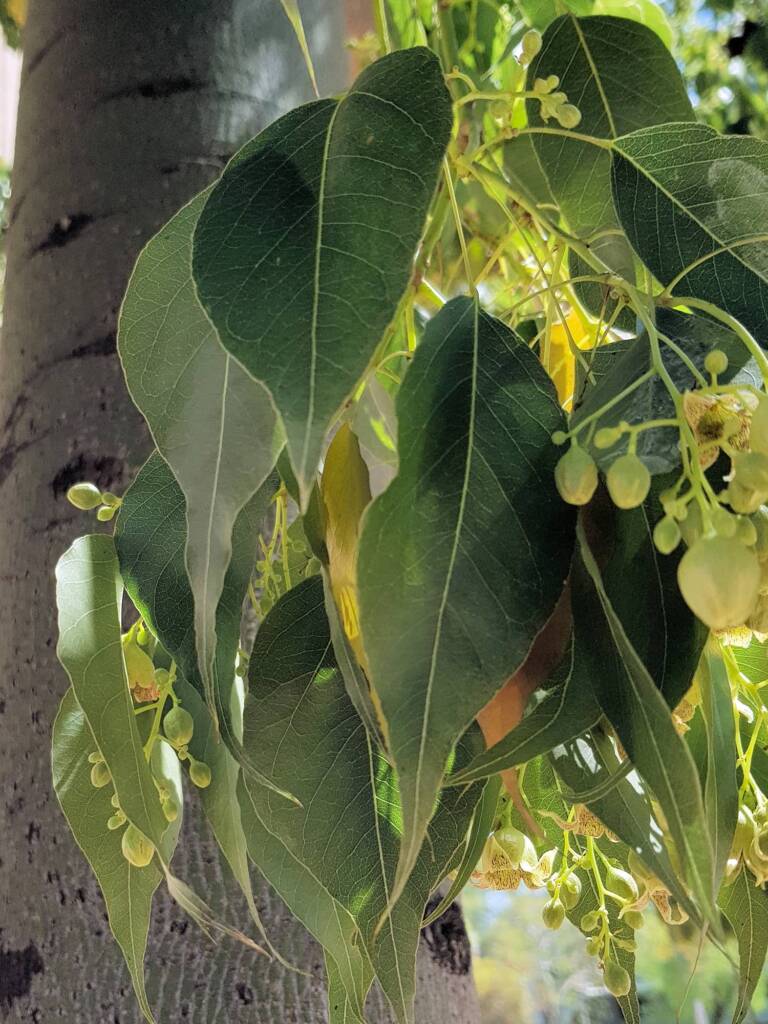 Kurrajong (Brachychiton populneus), Alice Springs NT