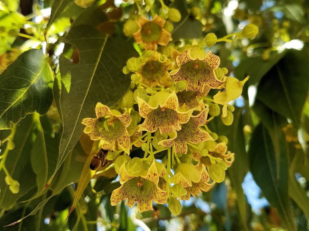 Kurrajong (Brachychiton populneus), Alice Springs NT