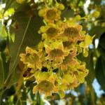 Kurrajong (Brachychiton populneus), Alice Springs NT