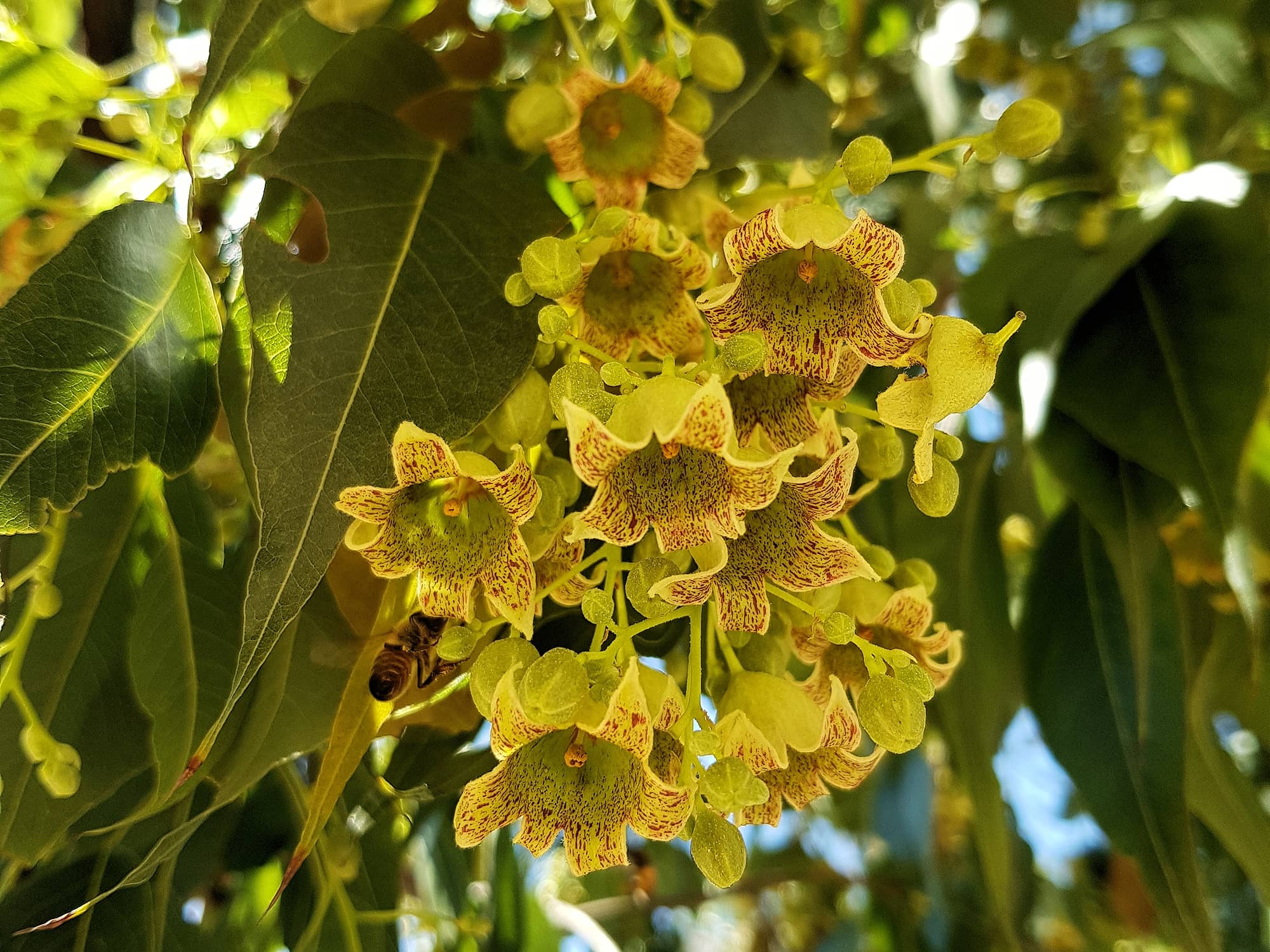 Kurrajong (Brachychiton populneus), Alice Springs NT